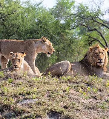 Africa